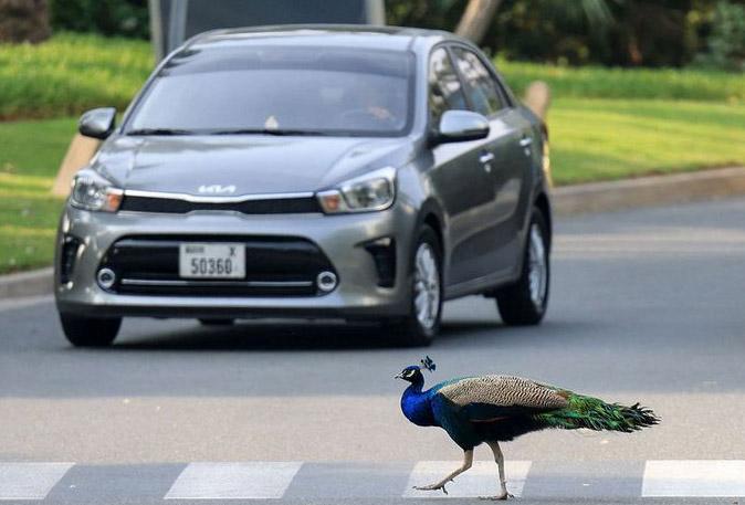 تصاویر طاووس‌های باشکوه در جاده شیخ زاید دبی,عکس های طاووس ها در دبی