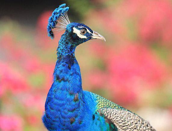 تصاویر طاووس‌های باشکوه در جاده شیخ زاید دبی,عکس های طاووس ها در دبی