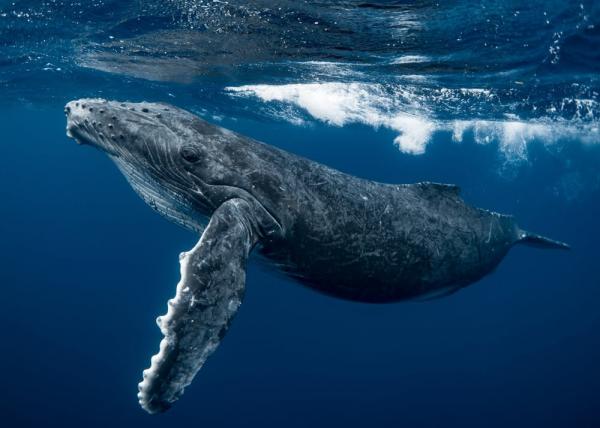 نهنگ گوژپشت,حرف زدن با موجودات بیگانه