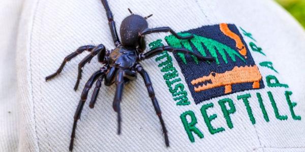 عنکبوت,کشف بزرگترین عنکبوت سمی جهان در استرالیا
