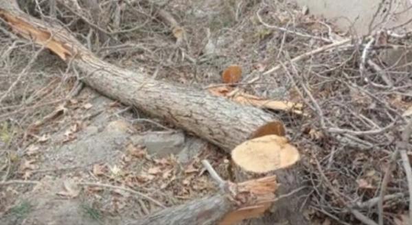 قطع درختان در ناژوان,ماجرای قطع درختان در منطقه ناژوان اصفهان
