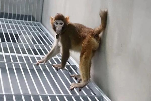 میمون,زنده ماندن اولین میمون رزوس شبیه‌سازی شده در چین