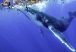 نهنگ گوژپشت,حرف زدن با موجودات بیگانه