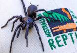 عنکبوت,کشف بزرگترین عنکبوت سمی جهان در استرالیا
