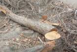قطع درختان در ناژوان,ماجرای قطع درختان در منطقه ناژوان اصفهان