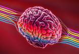 سطح دوپامین در مغز,سیستم عصبی مرکزی