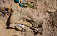 فسیل,حفاری فسیل ۷۰ میلیون ساله توسط دانشگاه نیوانگلند
