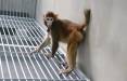 میمون,زنده ماندن اولین میمون رزوس شبیه‌سازی شده در چین