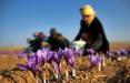زعفران,کمبود زعفران ایرانی و تاثیر آن در غذاهای جهانی