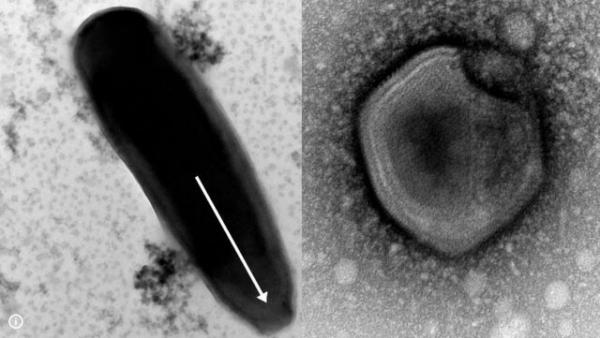 کشف عجیب و ترسناک دانشمندان, حمله ویروس زامبی