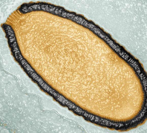 کشف عجیب و ترسناک دانشمندان, حمله ویروس زامبی