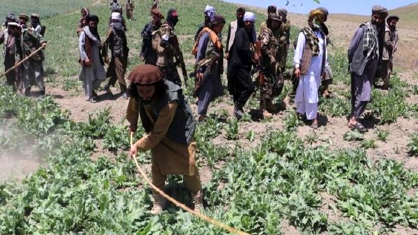 کشت تریاک در افغانستان,پایان کشت مواد مخدر در افغانستان