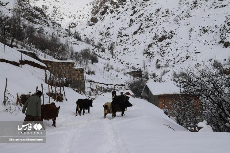 تصاویر چهره برفی کوهستان چالوس,تصاویر براش برف در چالوس,تصاویر بارش برف در شمال ایران