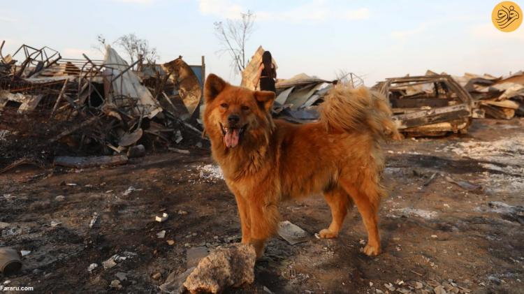 تصاویر آتش‌سوزی‌های مرگبار در شیلی,عکس های آتش سوزی در شیلی,تصاویر آتش گرفتن جنگل های شیلی