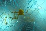 بافت مغز,ایجاد اولین بافت زنده مغز انسان با چاپ ۳ بعدی