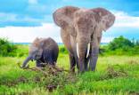 تغییرات آب‌وهوایی, تاثیر تغییرات آب‌وهوایی برانقراض فیل‌های آفریقایی