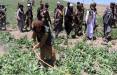 کشت تریاک در افغانستان,پایان کشت مواد مخدر در افغانستان