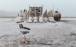 دریاچه ارومیه,حذف دریاچه ارومیه در پوستر بزرگداشت روز ملی آب