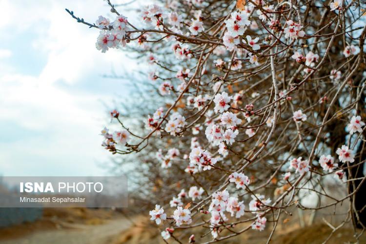 تصاویر شکوفه های زودرس بهاری در ساوه,عکس های شکوفه های بهاری در ساوه,تصاویر شکوفه های بهاری ساوه