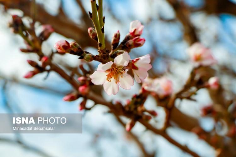 تصاویر شکوفه های زودرس بهاری در ساوه,عکس های شکوفه های بهاری در ساوه,تصاویر شکوفه های بهاری ساوه