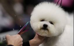 تصاویر بزرگترین نمایشگاه سگ‌های خانگی در جهان,عکس های نمایشگاه سگ,تصاویر نمایشگاه سگ در انگلیس