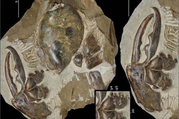 چنگال خرچنگ,کشف بزرگترین چنگال خرچنگ با قدمت ۸ میلیون سال