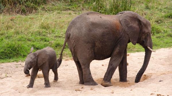 فیل,عزاداری فیل برای بچه اش