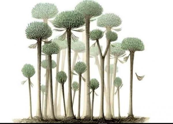 جنگل فسیلی,درختان کوچک,قدیمی‌ترین جنگل‌های شناخته‌شده
