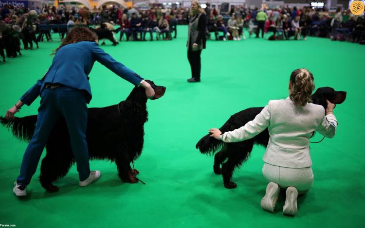 تصاویر بزرگترین نمایشگاه سگ‌های خانگی در جهان,عکس های نمایشگاه سگ,تصاویر نمایشگاه سگ در انگلیس