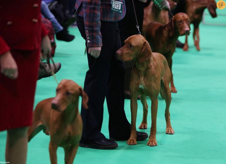 تصاویر بزرگترین نمایشگاه سگ‌های خانگی در جهان,عکس های نمایشگاه سگ,تصاویر نمایشگاه سگ در انگلیس