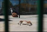 مراکز نگهداری حیوانات,مرگ ۳ هزار حیوان در مراکز نگهداری حیوانات