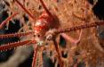 ربات,کشف ۱۰۰ گونه جدید دریایی توسط یک ربات