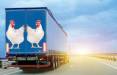 واردات تخم مرغ از عراق به ایران,ورشکسته شدن مرغداری‌ها در ایران