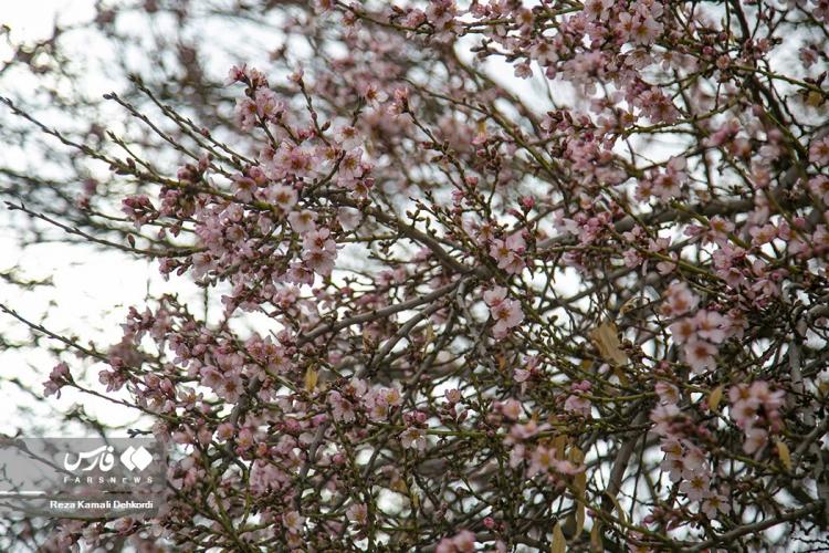 تصاویر شکوفه‌های سامان,عکس های شکوفه‌های درخت بادام در شهرستان سامان,تصاویری از بهار در شهر سامان