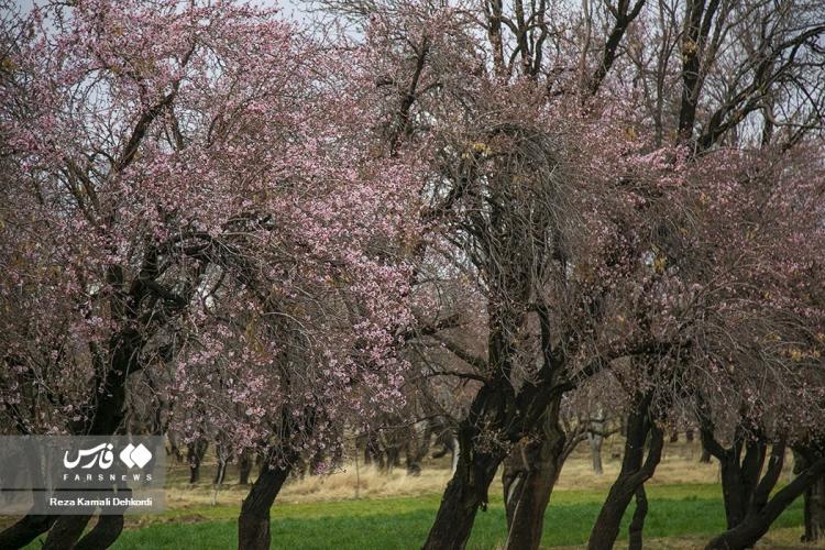 تصاویر شکوفه‌های سامان,عکس های شکوفه‌های درخت بادام در شهرستان سامان,تصاویری از بهار در شهر سامان