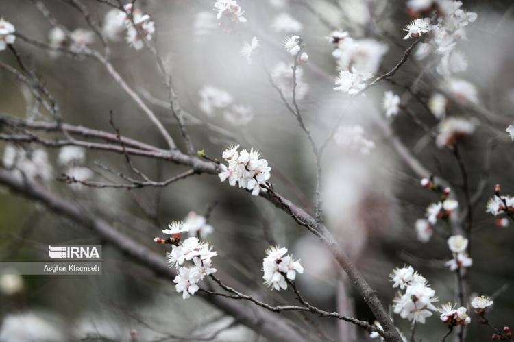 تصاویر شکوفه‌های بهاری در تهران,عکس های شکوفه‌های بهاری در تهران,تصاویری از فصل بهار در تهران