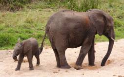 فیل,عزاداری فیل برای بچه اش