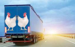 واردات تخم مرغ از عراق به ایران,ورشکسته شدن مرغداری‌ها در ایران
