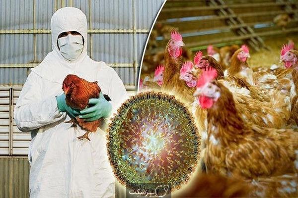 آنفلوآنزای پرندگان,شیوع آنفلوآنزای پرندگان بدتر از کرونا