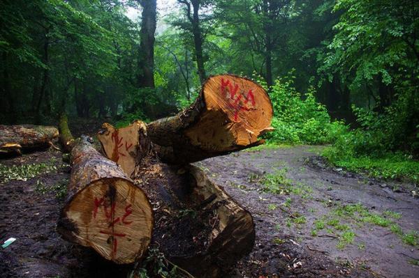 جنگل هیرکانی,واکنش‌ها به فاجعه قطع چندین هزار درخت در الیمالات نور