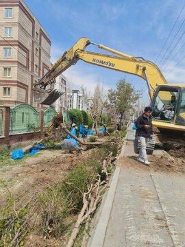 بریدن درختان در حاشیه اتوبان افسریه تهران,درختان در تهران