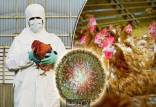 آنفلوآنزای پرندگان,شیوع آنفلوآنزای پرندگان بدتر از کرونا