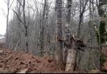 قطع درختان,واکنش دادستان مازندران به قطع درختان