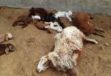 حوادث اصفهان,فوت چوپان و ۱۲۰ گوسفند در کانتینر یک تریلی در تیران اصفهان