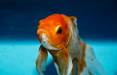 ماهی قرمز,هشدار دامپزشکی مازندران درخصوص رها کردن ماهی قرمز در رودخانه