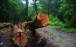 جنگل هیرکانی,واکنش‌ها به فاجعه قطع چندین هزار درخت در الیمالات نور