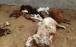 حوادث اصفهان,فوت چوپان و ۱۲۰ گوسفند در کانتینر یک تریلی در تیران اصفهان