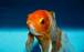 ماهی قرمز,هشدار دامپزشکی مازندران درخصوص رها کردن ماهی قرمز در رودخانه