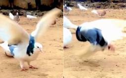 کبوتر,افشای راز پشتک زدن کبوترها توسط محقق زن ایرانی