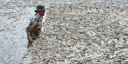 مرگ دسته جمعی ماهی‌ها ,علل مرگ دسته جمعی ماهی‌ها